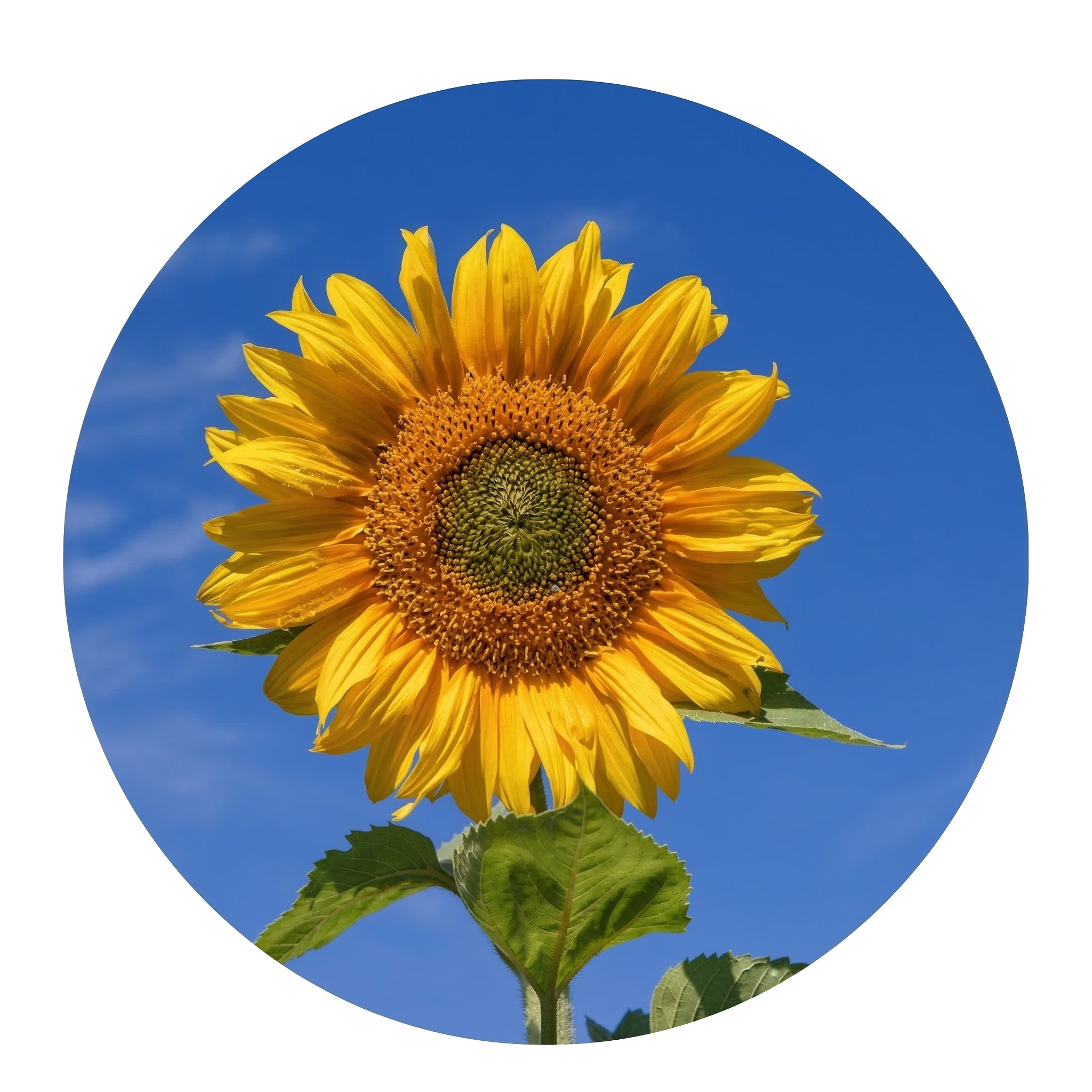 טכנולוגיה מתקדמת